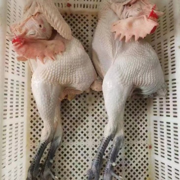 麻鸡麻公鸡麻母鸡规格齐全质量好可以视频看货