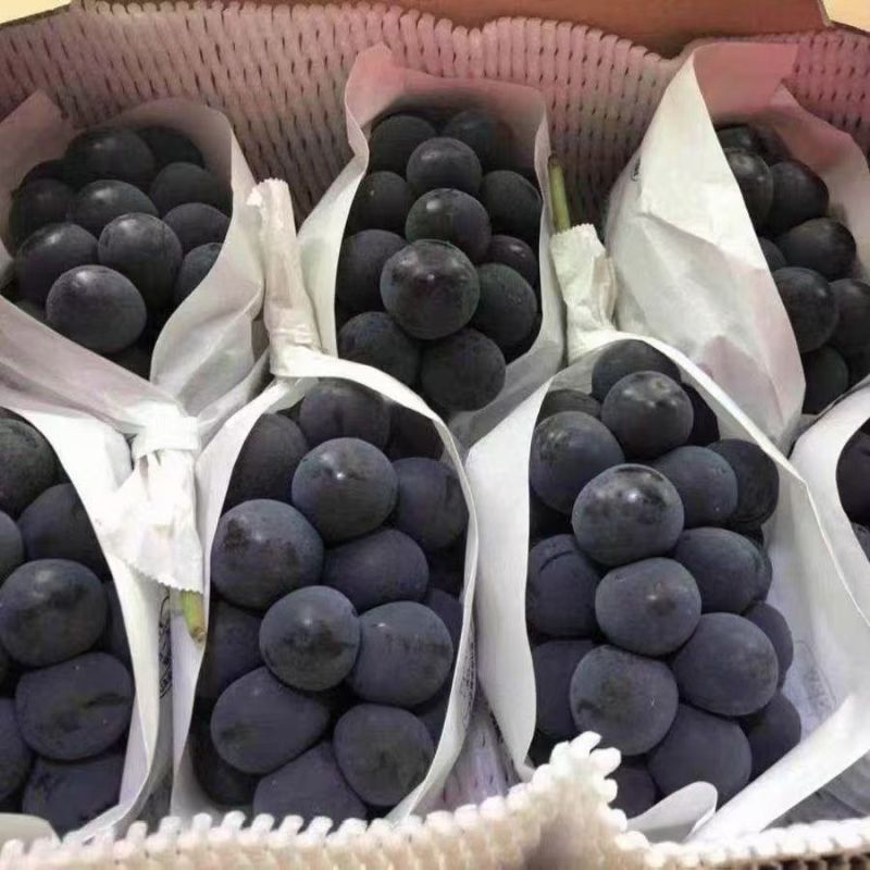 精品葡萄