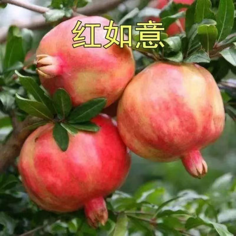 【石榴】会理突尼斯软籽石榴全国供应对接外贸出口电商市场