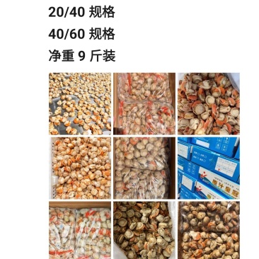 扇贝肉长岛原料不腥