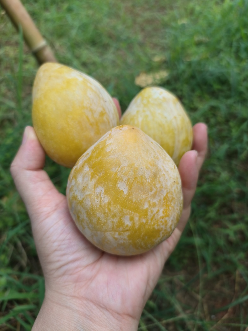 郴州黄金奈李
