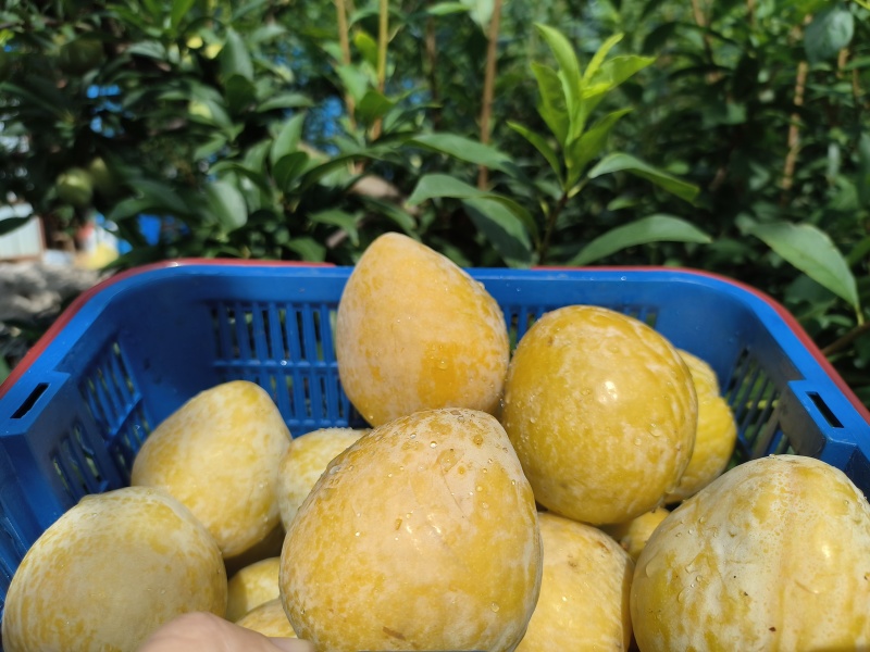 郴州黄金奈李