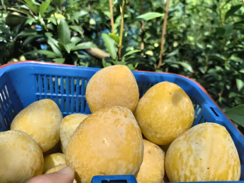 郴州黄金奈李