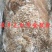 【牛毛肚】黄牛的毛肚，生的带金钱肚！水洗干净速冻不是标件
