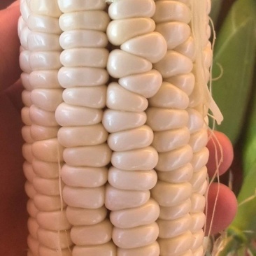 精品白糯玉米香甜软糯