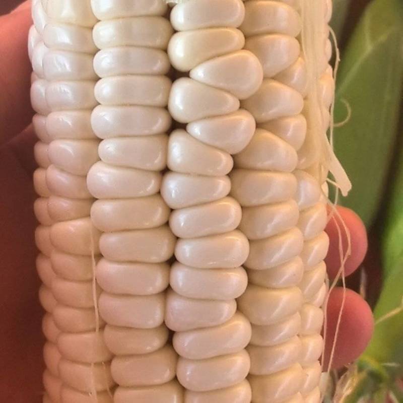 精品白糯玉米香甜软糯