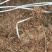 中药材合欢花，榕花。大量供应支持零售批发