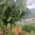 高山台芒大量上市，电商可代发