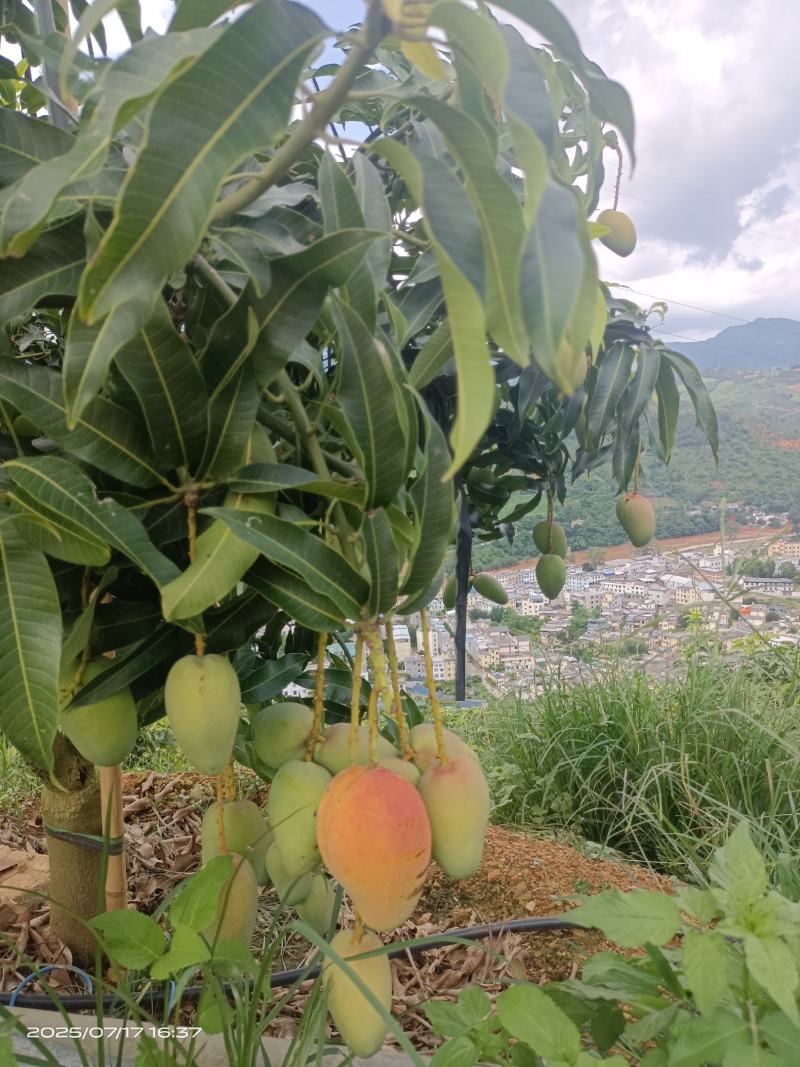 高山台芒大量上市，电商可代发