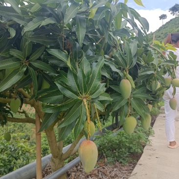 高山台芒大量上市，电商可代发