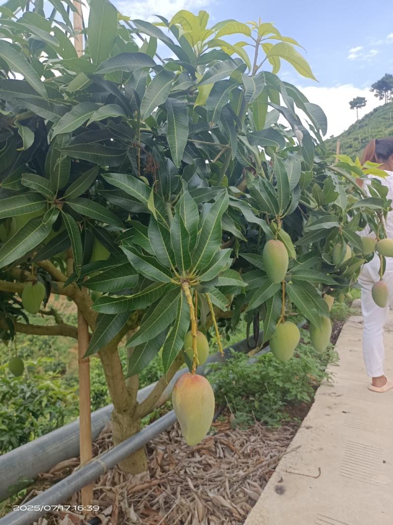 高山台芒大量上市，电商可代发