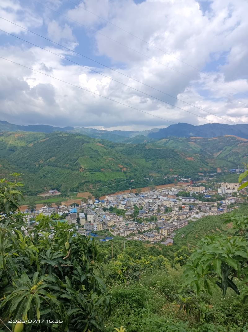 高山台芒大量上市，电商可代发