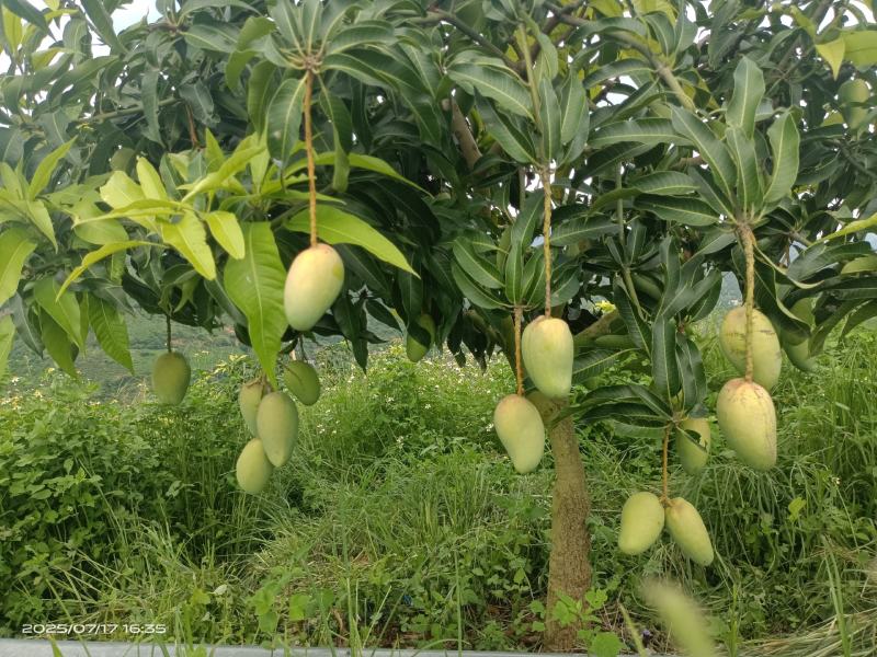 高山台芒大量上市，电商可代发