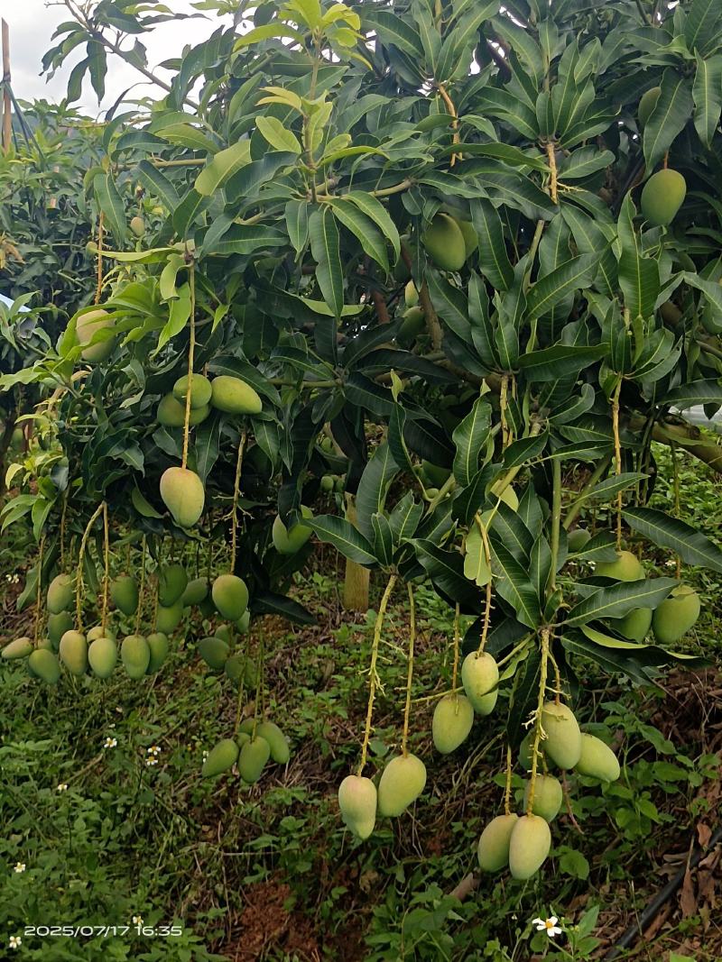 高山台芒大量上市，电商可代发