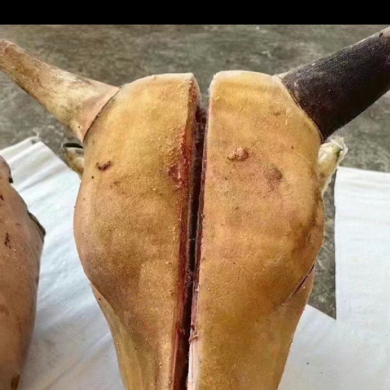 带皮牛头