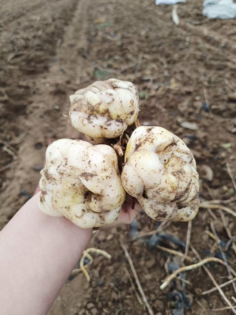 食用甜百合一代种球产量高抗病能力强生长速度快
