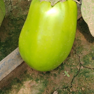 青茄