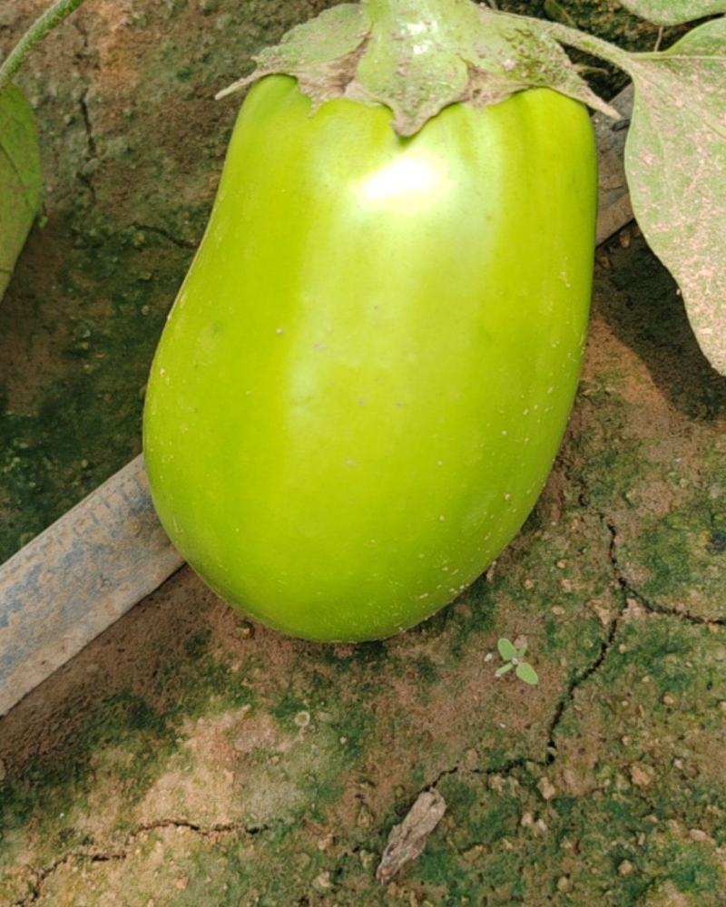 青茄