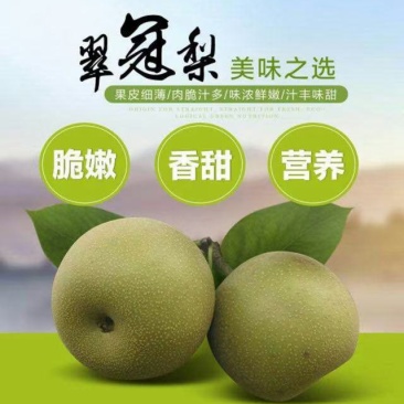 浙江海宁翠冠梨