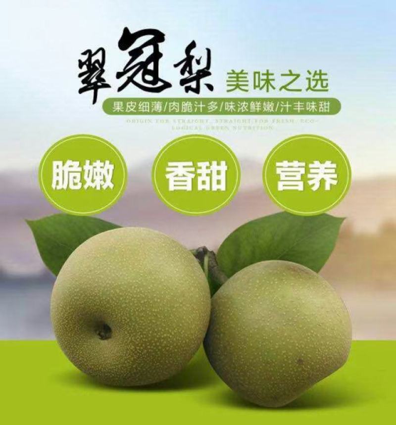 浙江海宁翠冠梨