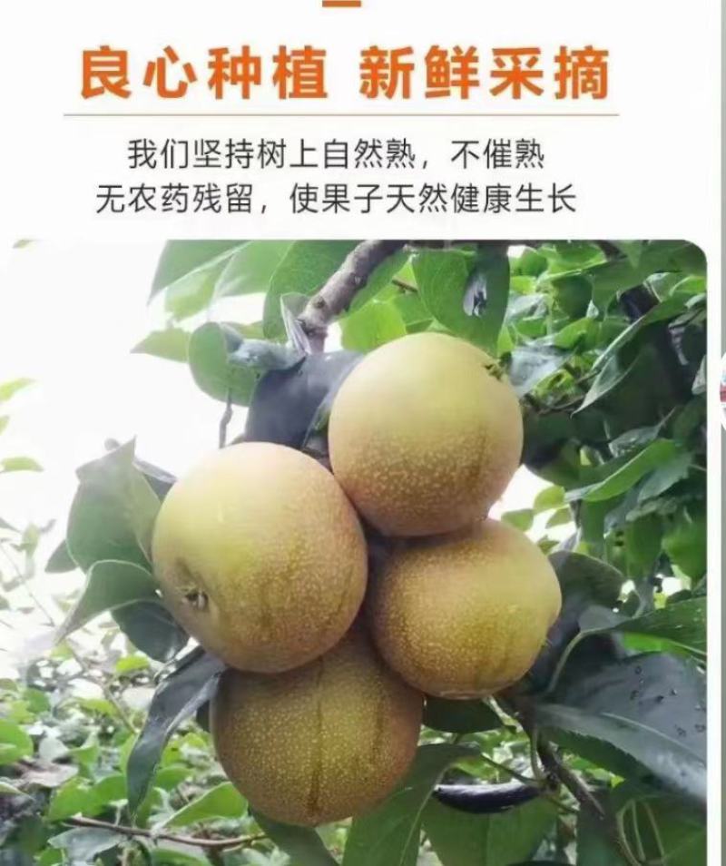 浙江海宁翠冠梨