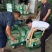 浙江海宁翠冠梨