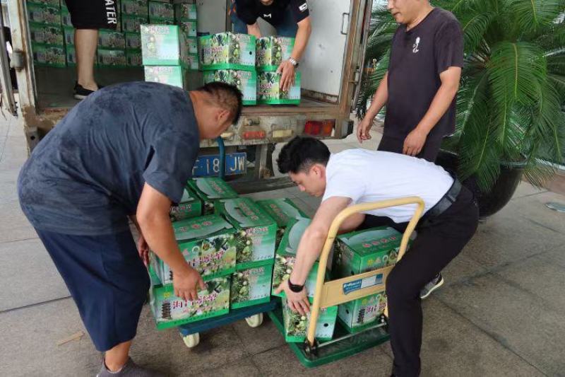 浙江海宁翠冠梨