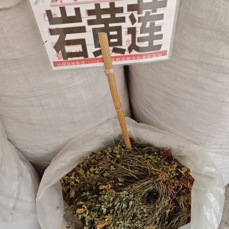 岩黄莲