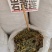 岩黄莲