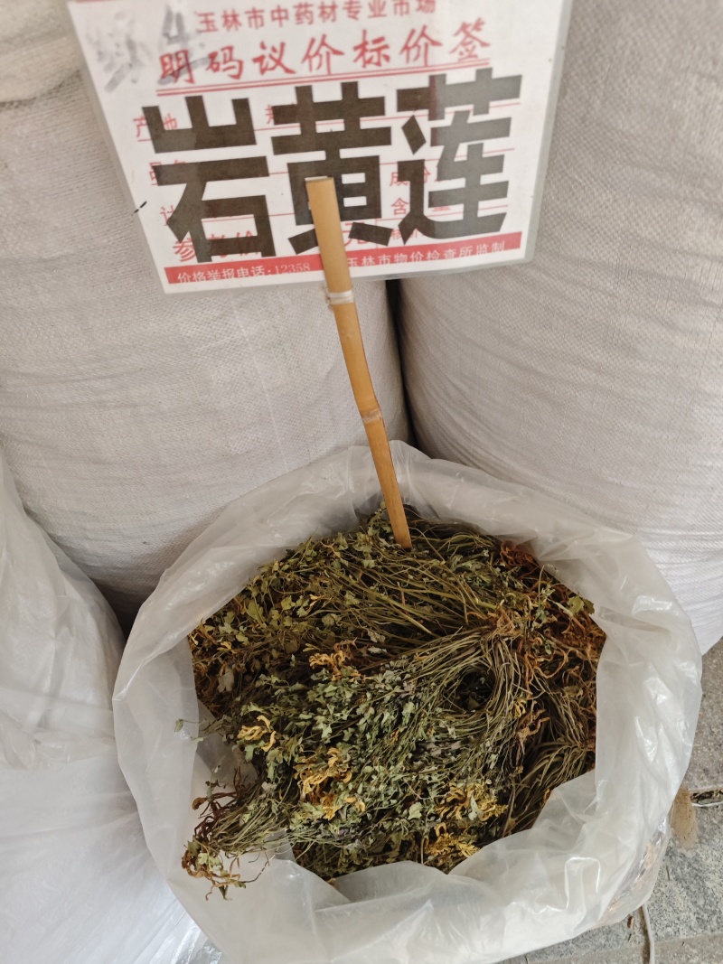 岩黄莲