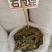 岩黄莲