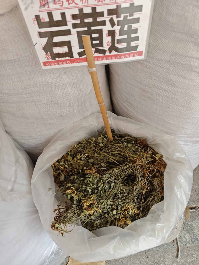 岩黄莲