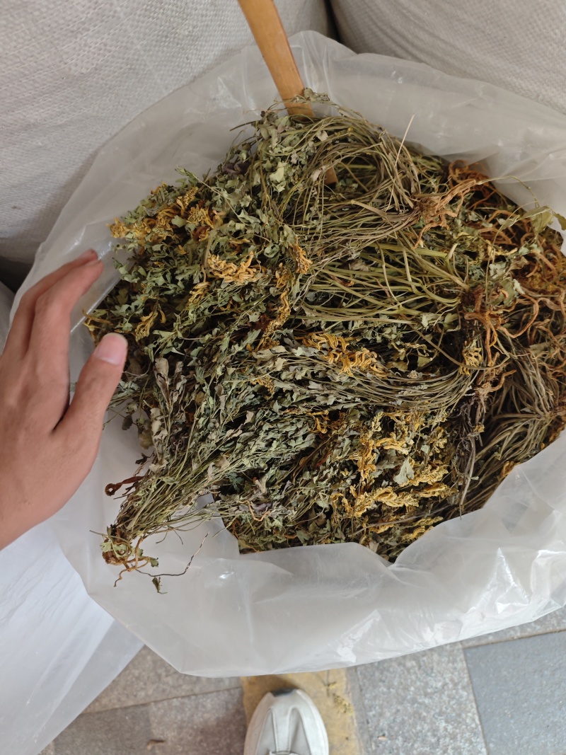 岩黄莲