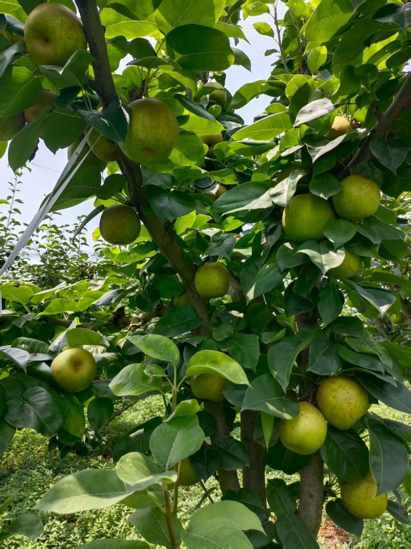 翠冠梨