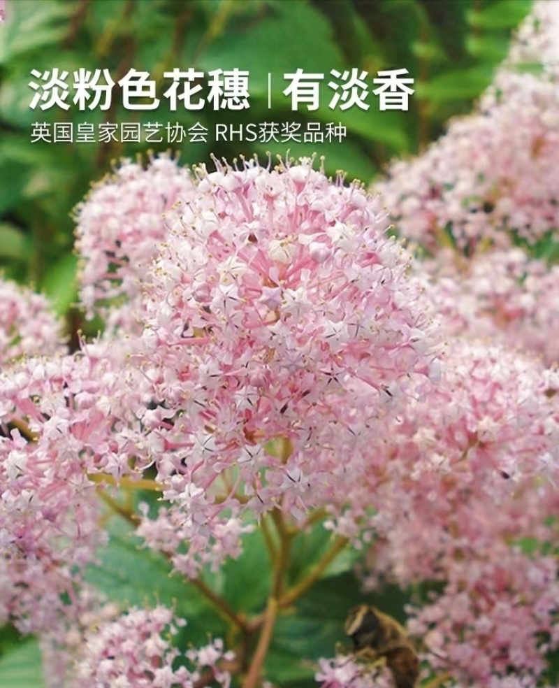 美洲茶种苗袋苗可用于园艺绿化工程全国各地都可以发货