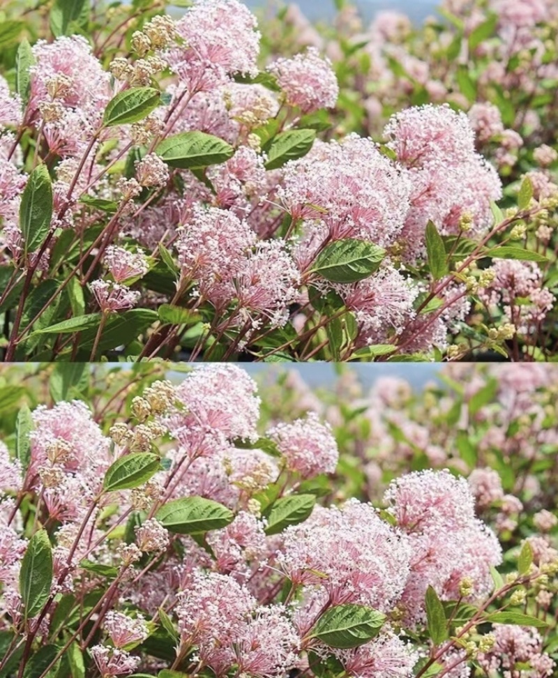 美洲茶种苗袋苗可用于园艺绿化工程全国各地都可以发货