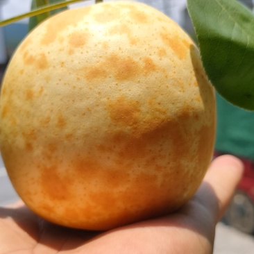 广西桂林套袋翠冠梨大量有货，糖度十二三个