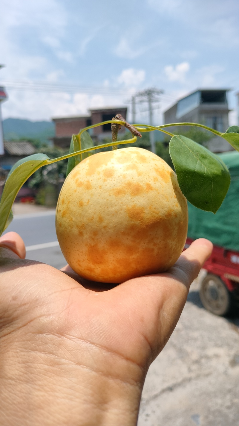 广西桂林套袋翠冠梨大量有货，糖度十二三个