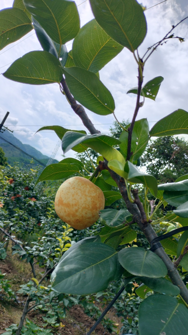 广西桂林套袋翠冠梨大量有货，糖度十二三个