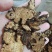 苍术选货大片各种规格2斤包邮量大优惠
