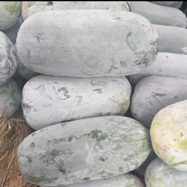 河南露天白皮桶瓜