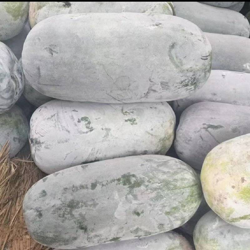 河南露天白皮桶瓜