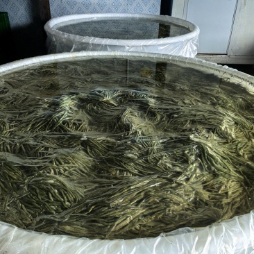 【酸豆角】