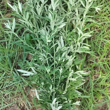 野生艾草