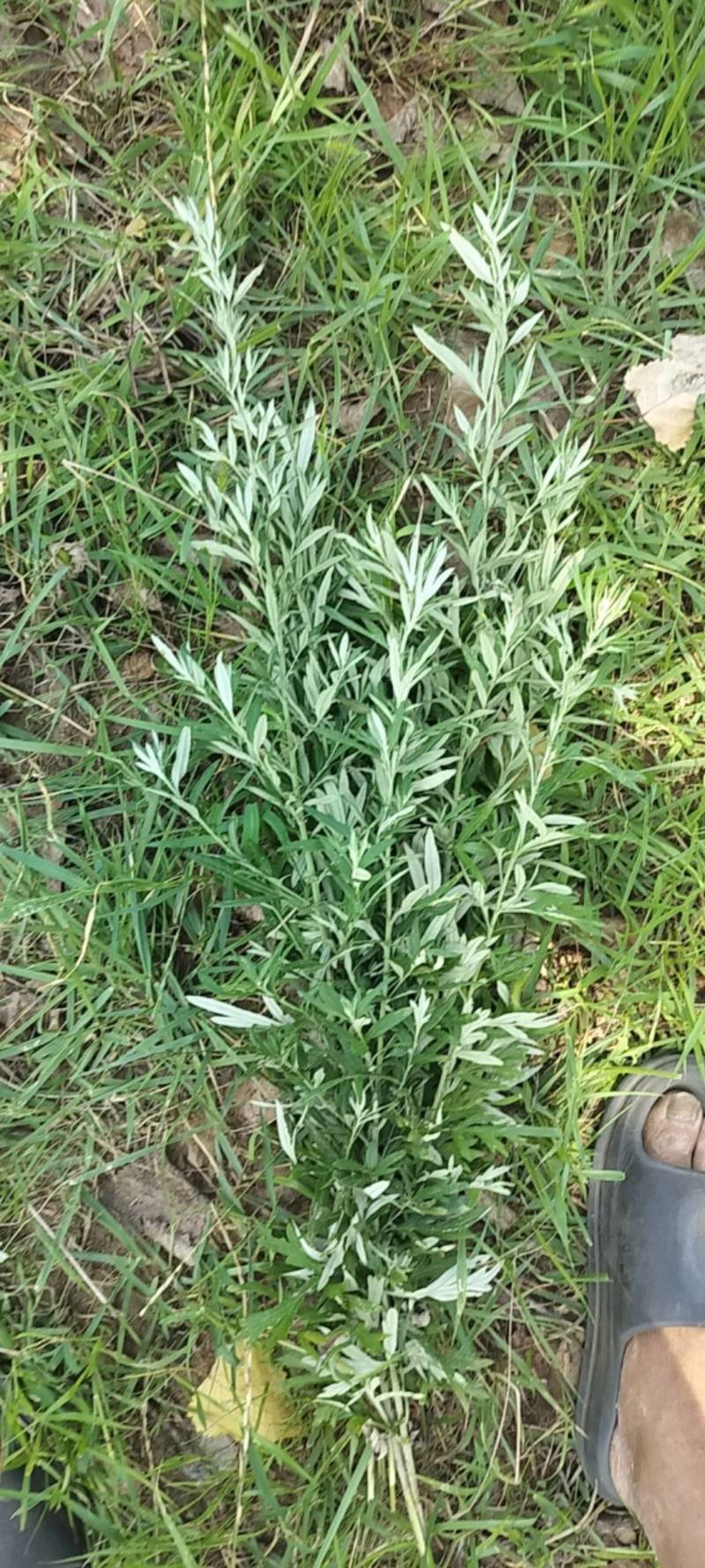 野生艾草