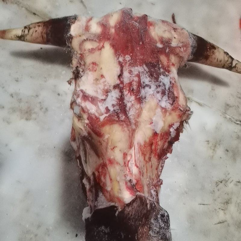 去皮牛头