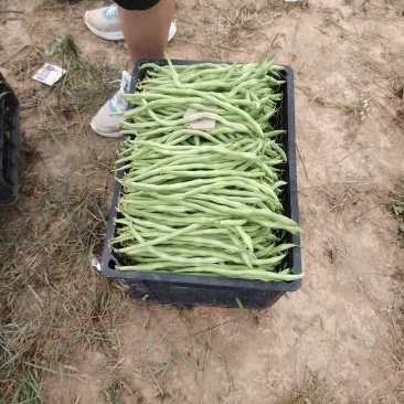 豆角