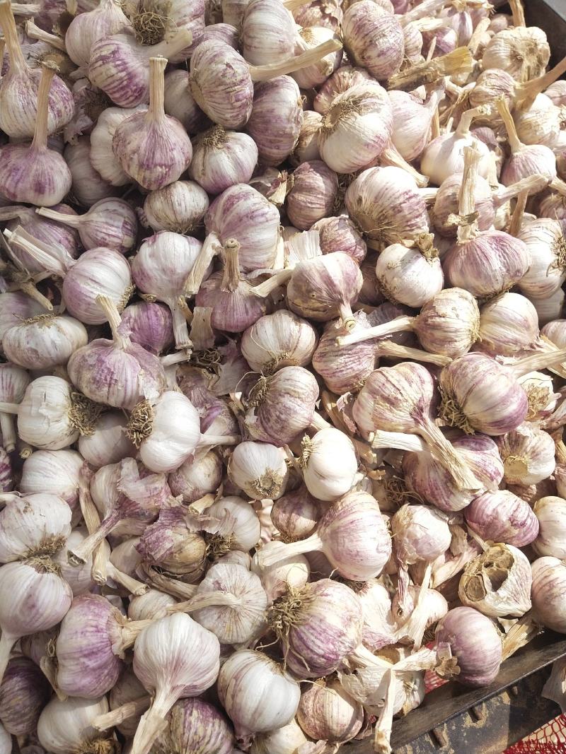 精品早熟蒜可以做蒜zhong