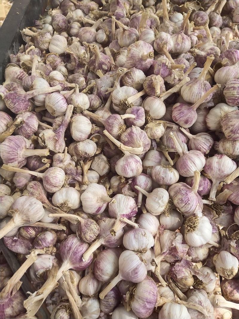 精品早熟蒜可以做蒜zhong