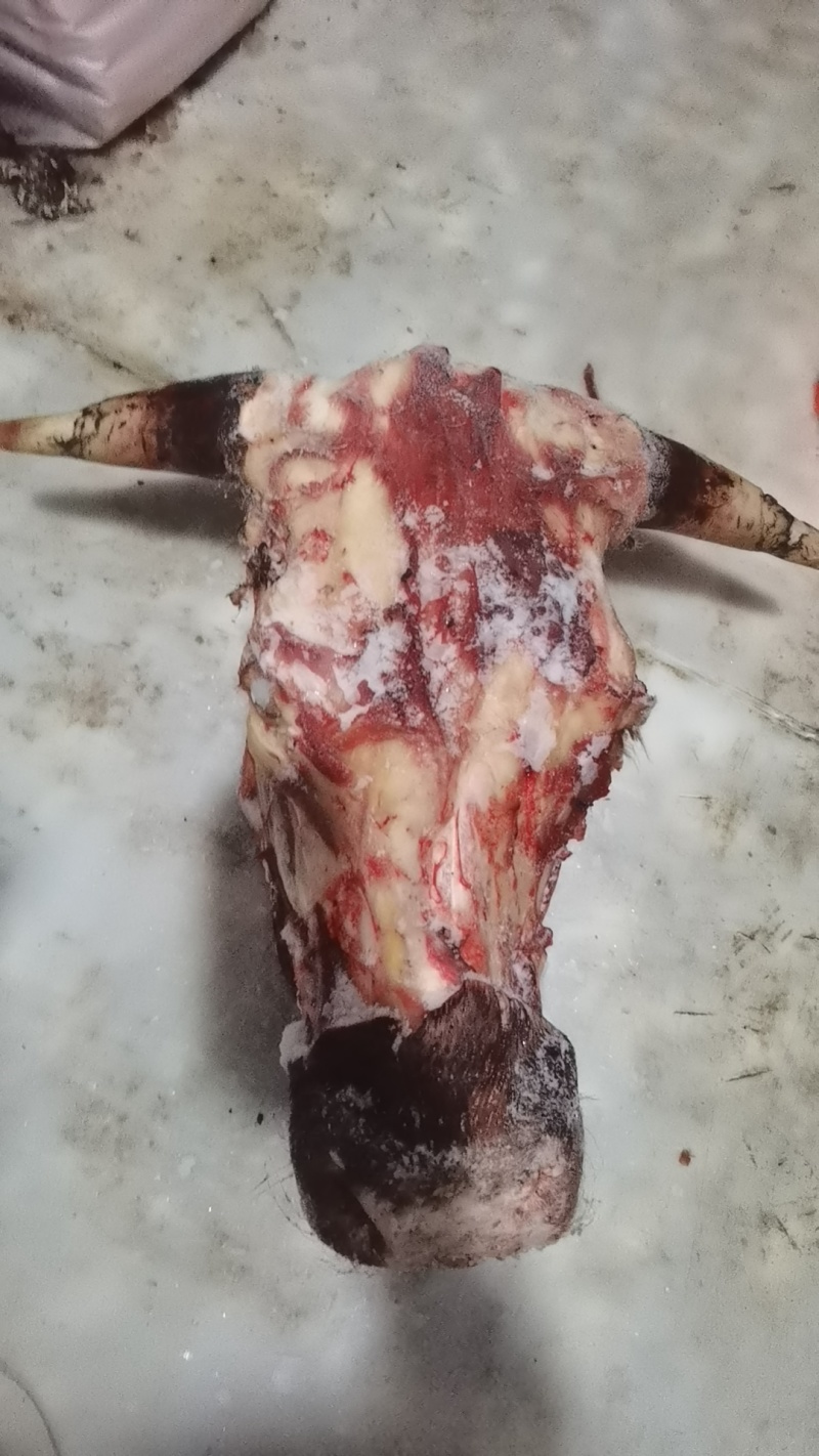 去皮牛头